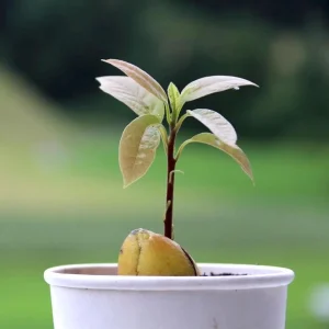 Small Hass avocado tree