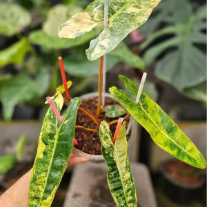 Orange Stem Philodendron Billietiae