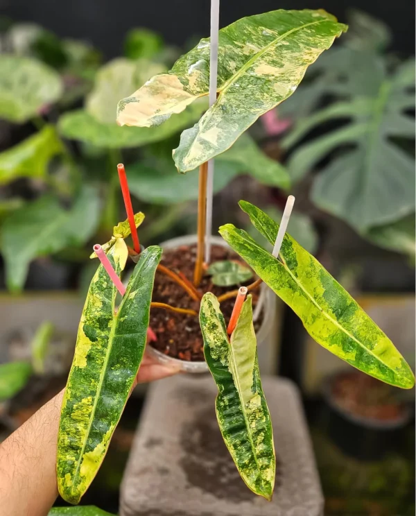 Orange Stem Philodendron Billietiae