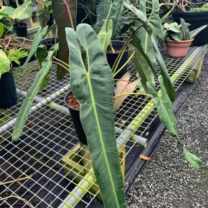 Philodendron Spiritus Sancti