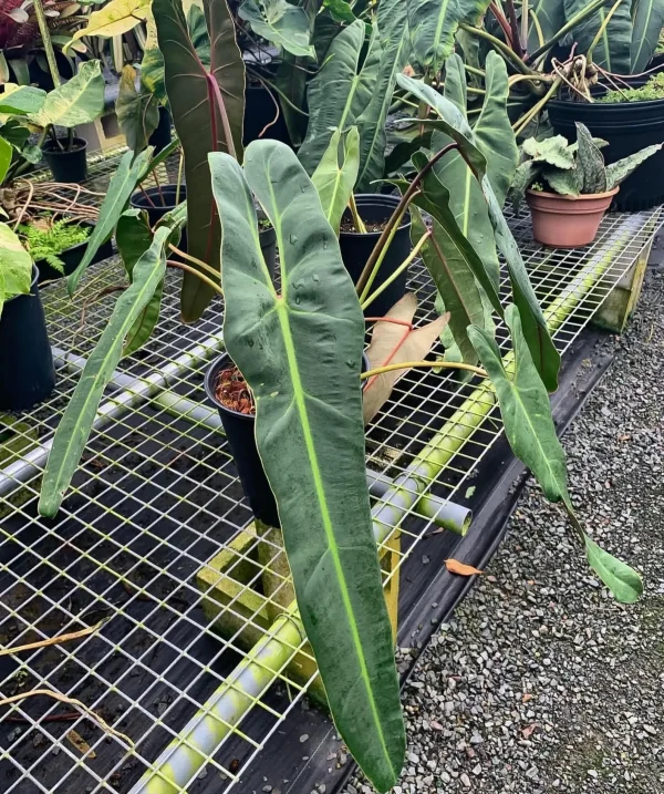 Philodendron Spiritus Sancti